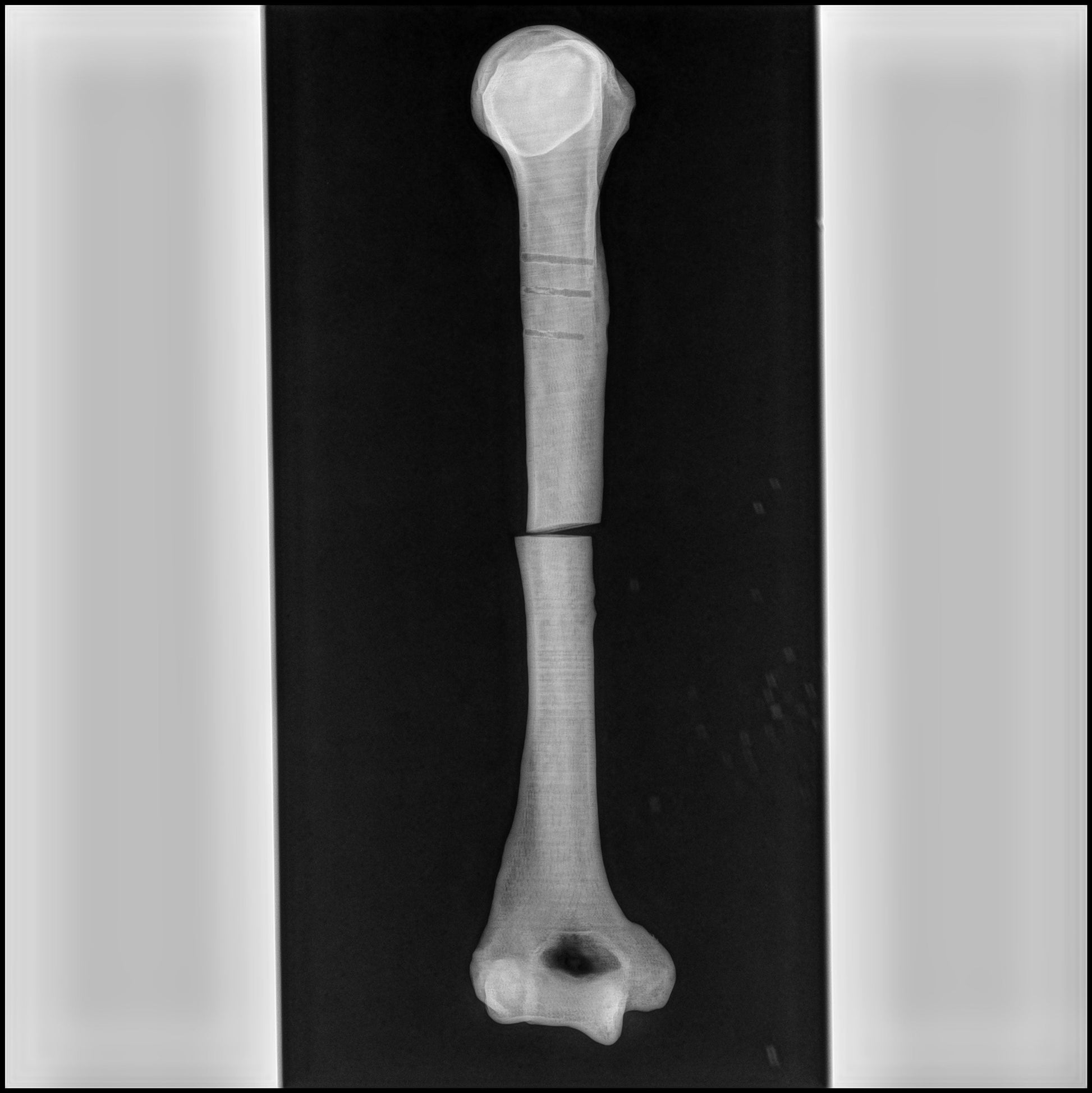 Filamento 3DXTech Simubone